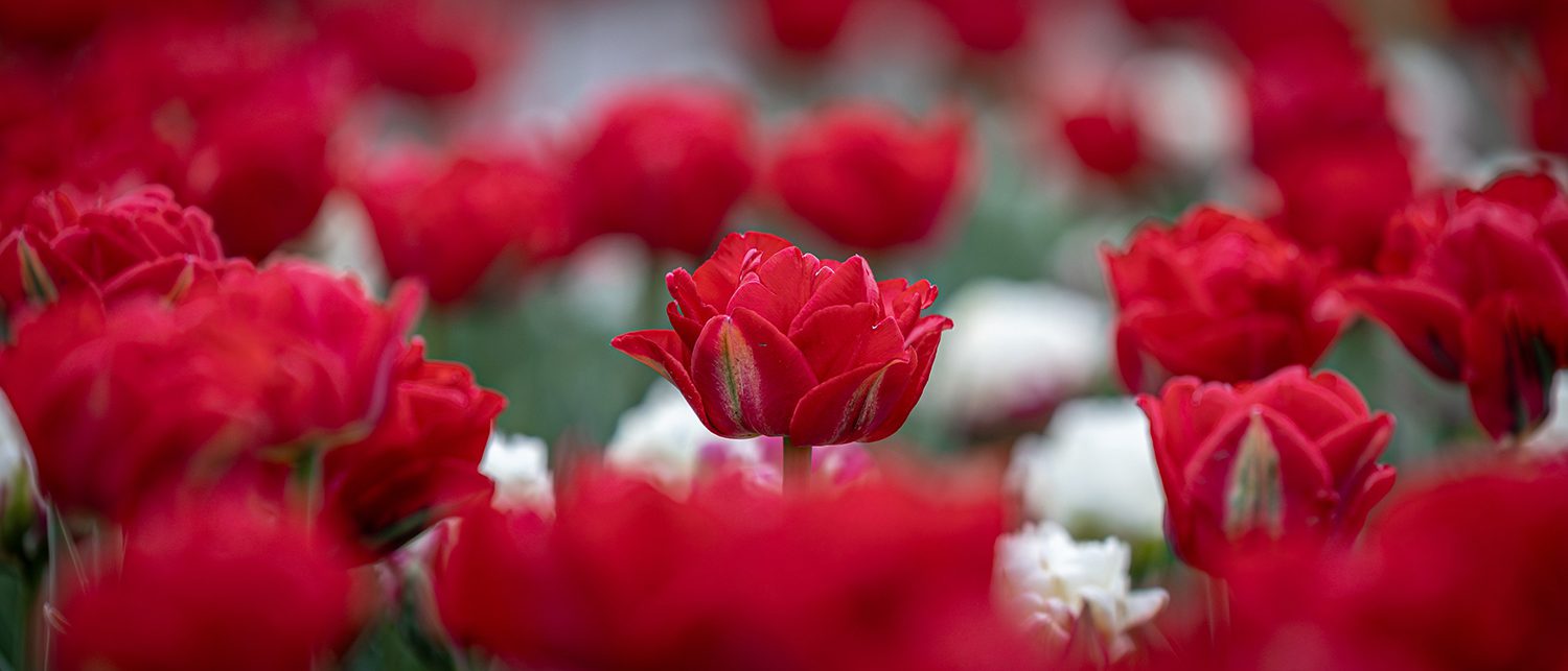 SOLD OUT Tulip Sale Cantigny SOLD OUT Tulip Sale Cantigny